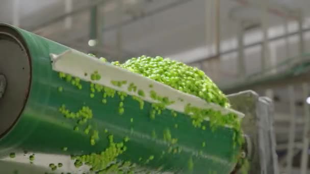 Ervilhas Verdes Uma Correia Convyeor Uma Instalação Produção Alimentos Enlatados — Vídeo de Stock