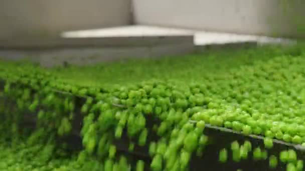 Green Peas Convyeor Belt Canned Food Production Facility — Stock Video