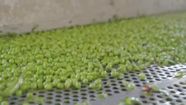 Zelený Hrášek Pásovém Dopravníku Konzervárně Výrobu Potravin — Stock video
