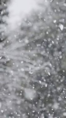 Yoğun yeşil bir ormanda ağaçlara düşen ağır kar akımı