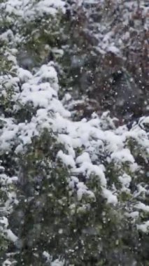 Yoğun yeşil bir ormanda ağaçlara düşen ağır kar akımı