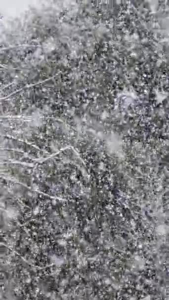 Zpomalený Pohyb Silného Sněhu Padajícího Stromy Hustém Zeleném Lese — Stock video