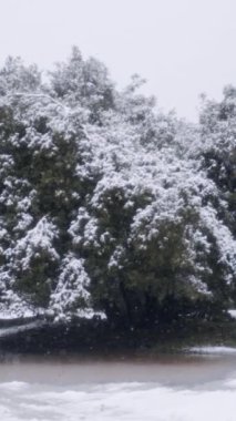 Yoğun yeşil bir ormanda ağaçlara düşen ağır kar akımı