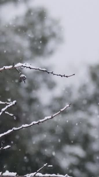Movimento Lento Neve Pesante Che Cade Sugli Alberi Una Fitta — Video Stock