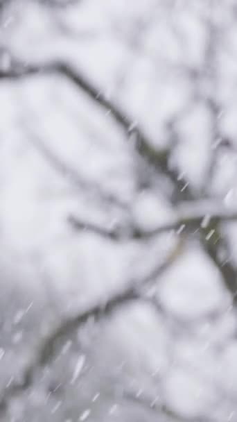 Αργή Κίνηση Του Βαρέως Χιονιού Πέφτει Στα Δέντρα Ένα Πυκνό — Αρχείο Βίντεο