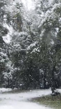 Yoğun yeşil bir ormanda ağaçlara düşen ağır kar akımı