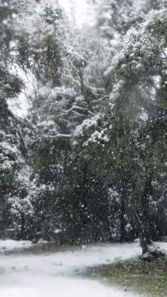 Powolny Ruch Ciężkiego Śniegu Spadającego Drzewa Gęstym Zielonym Lesie — Wideo stockowe