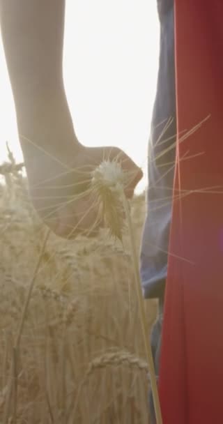 日落时 小男孩站在一片金色的田野里 — 图库视频影像