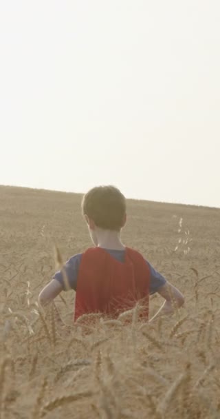 Młody Chłopiec Stoi Złotym Polu Podczas Zachodu Słońca — Wideo stockowe