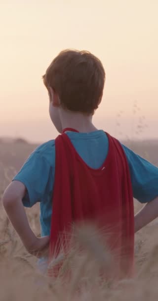 Kleiner Junge Steht Bei Sonnenuntergang Auf Einem Goldenen Feld — Stockvideo