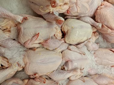 Taze çiğ tavuk eti.