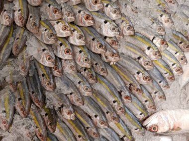 Pazarda taze çiğ uskumru balığı.