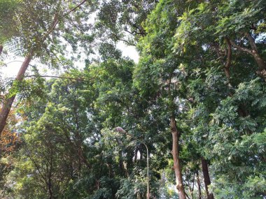 Ağaçların ve gökyüzünün düşük açılı görüntüsü