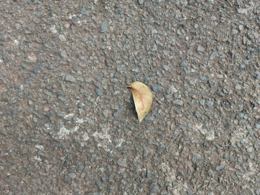 Gri asfalt yol zemin kaba doku ve sarı yaprak