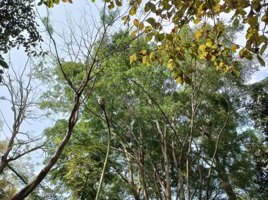 Ağaçların ve gökyüzünün düşük açılı görüntüsü