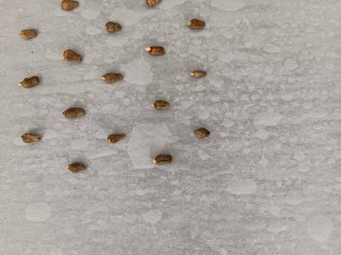 Kağıt üzerinde Amorfofallus Muelleri Blume tohumlama testi