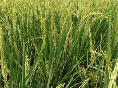 Güzel pirinç alan manzara Endonezya