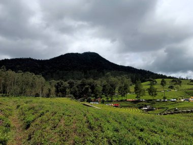 Çay tarlaları Dağlık