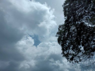 Ağaçların ve gökyüzünün düşük açılı görüntüsü