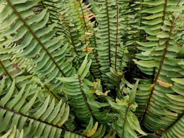 Bahçe bölgesinde yetişen bir eğreltiotu türü.