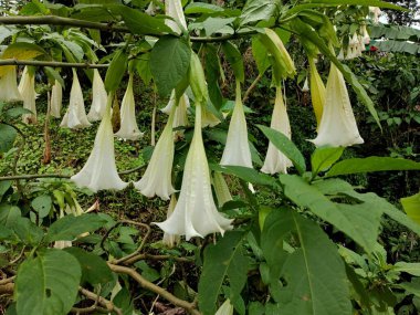 Turist parkında beyaz melek trompeti