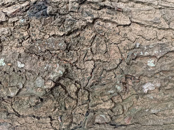 Casca Uma Grande Textura Árvore Fábrica — Fotografia de Stock