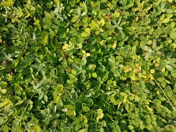 新鮮な緑のピーナッツ植物農業 — ストック写真