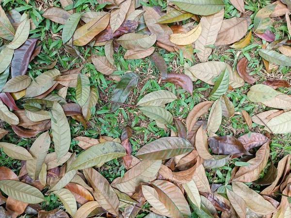 Mature Leaves Foliage Ground Grass Background — Stock Photo, Image