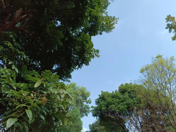 Ağaçların Gökyüzünün Düşük Açılı Görüntüsü — Stok fotoğraf