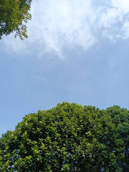 Niedriger Blickwinkel Auf Bäume Und Himmel — Stockfoto