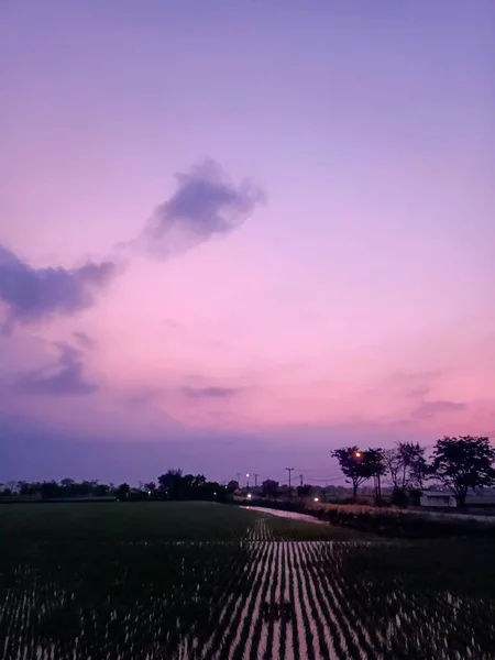 Вечернее Поле Рисового Поля Фиолетовом Небе — стоковое фото