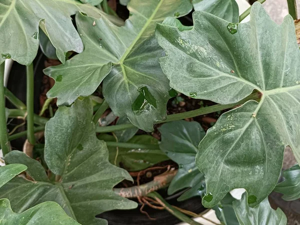 Зелене Листя Філодендрон — стокове фото