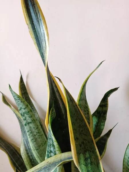 Tropische Schlangenpflanze Sansevieria Trifasciata Blättert Flachen Fokus — Stockfoto
