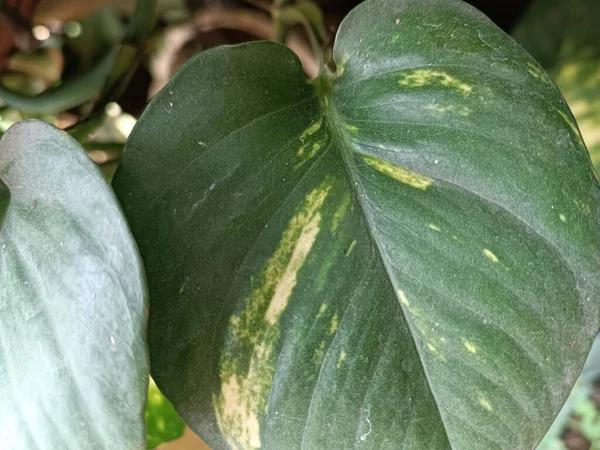 Grüne Blätter Epipremnum Aureum Dekorative Pflanze — Stockfoto