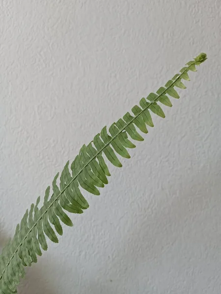 Yeşil Yapraklar Pteridophyte Vahşi Eğreltiotları Dekoratif Bitki — Stok fotoğraf