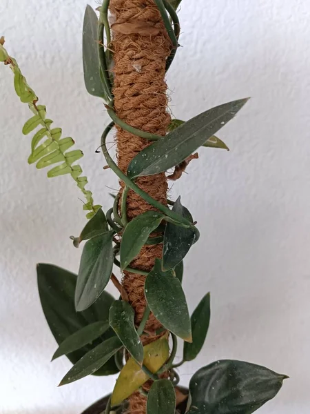 ファイバーロッドに登るアレア科イチジク植物 — ストック写真