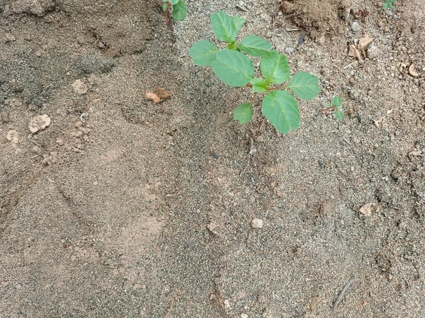 Little Seedlings Grow Dry Ground — Stock Photo, Image