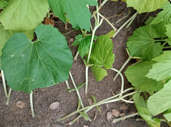Momordica charantia or bitter melon green leaf plant