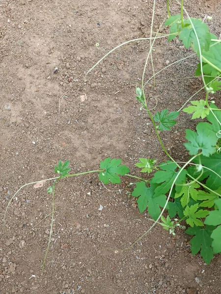 Momordica charantia or bitter melon green leaf plant and soil ground