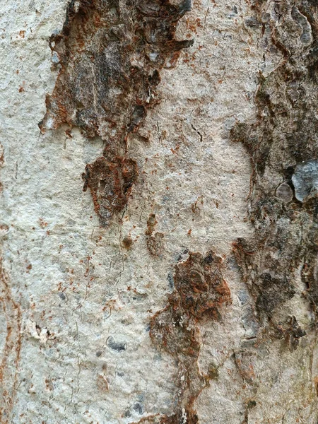 Кора Великої Текстури Дерева Рослин — стокове фото
