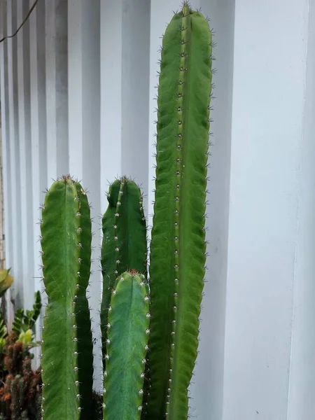 Groene Cactus Witte Muur Achtergrond — Stockfoto