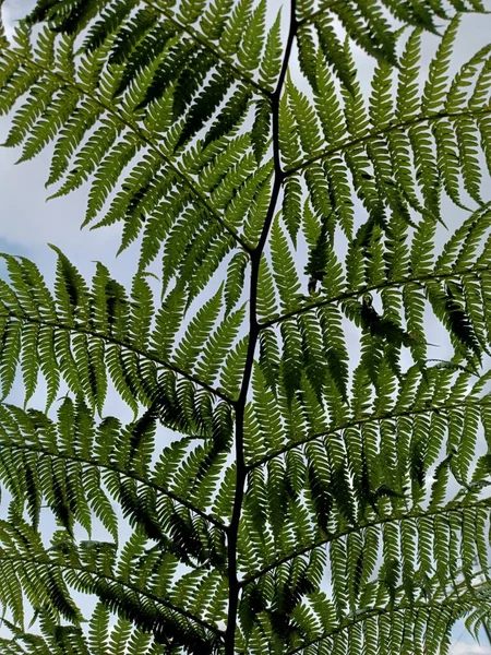 Зелене Листя Pteridophyte Дикі Папороті Декоративна Рослина — стокове фото