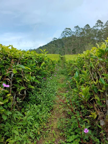 Tea Plantations Highlands — Stock Photo, Image