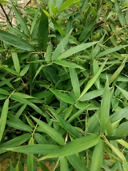 stock image bamboo plants growing in the garden