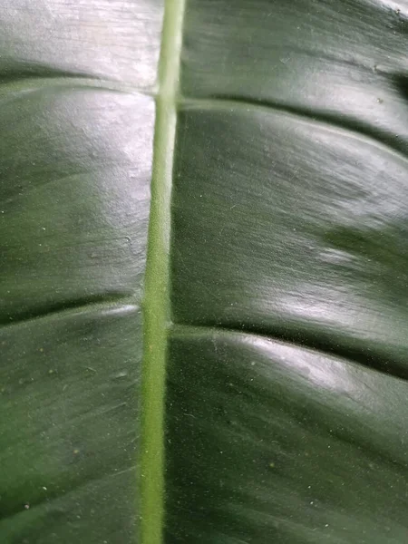 Groene Bladeren Monstera Decoratieve Plant — Stockfoto