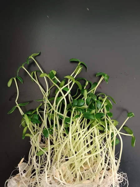 Sazenice Okurkové Rostliny Při Testu Růstu — Stock fotografie