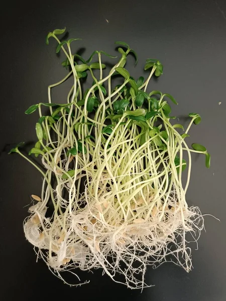 Sazenice Okurkové Rostliny Při Testu Růstu — Stock fotografie