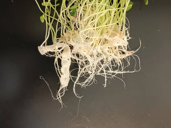 黄瓜幼苗根生长试验湿纸培养基 — 图库照片