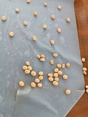 çimlenme gücü için test edilecek soya tohumları.