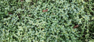 Küçük sarı çiçekli küçük bitkinin manzarası